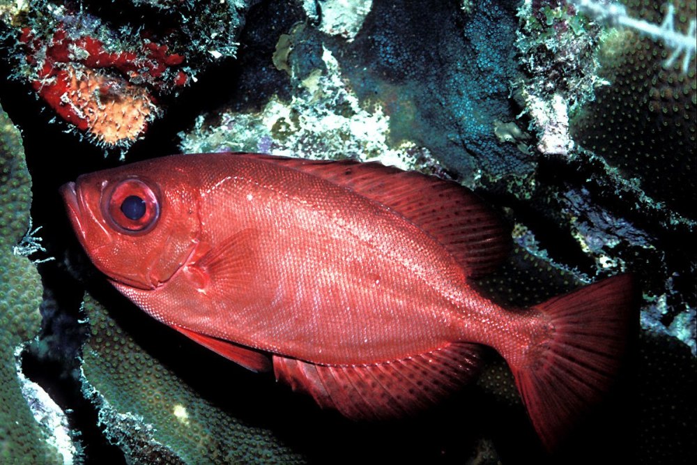 Priacanthus arenatus