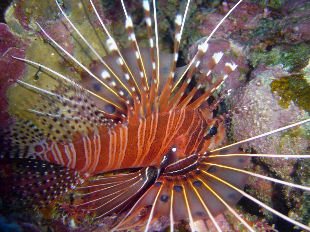 Рыба крылатка Pterois antennata