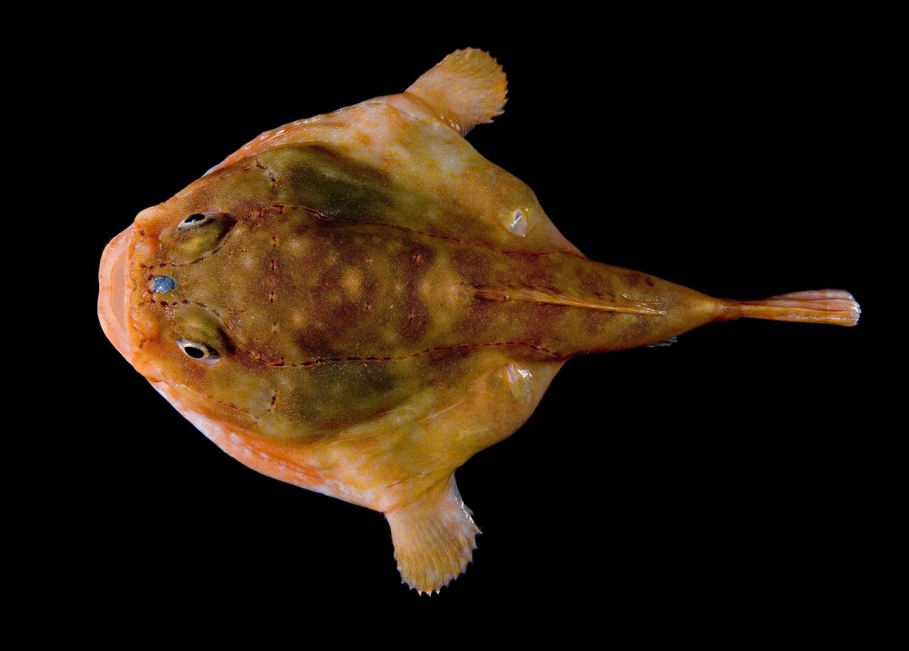 Рыба-лягушка Aptocyclus ventricosus