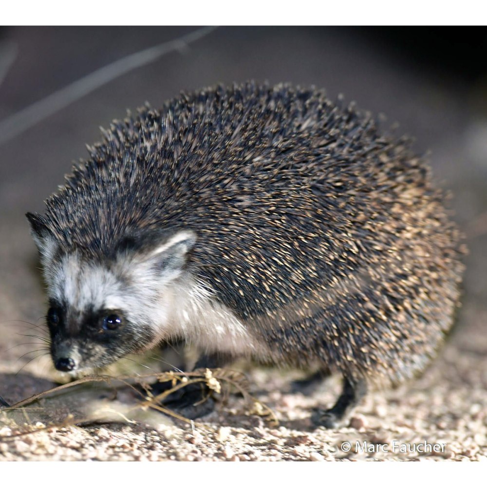 Paraechinus aethiopicus