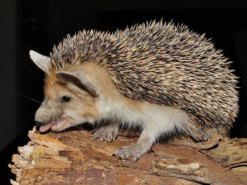 Hemiechinus auritus