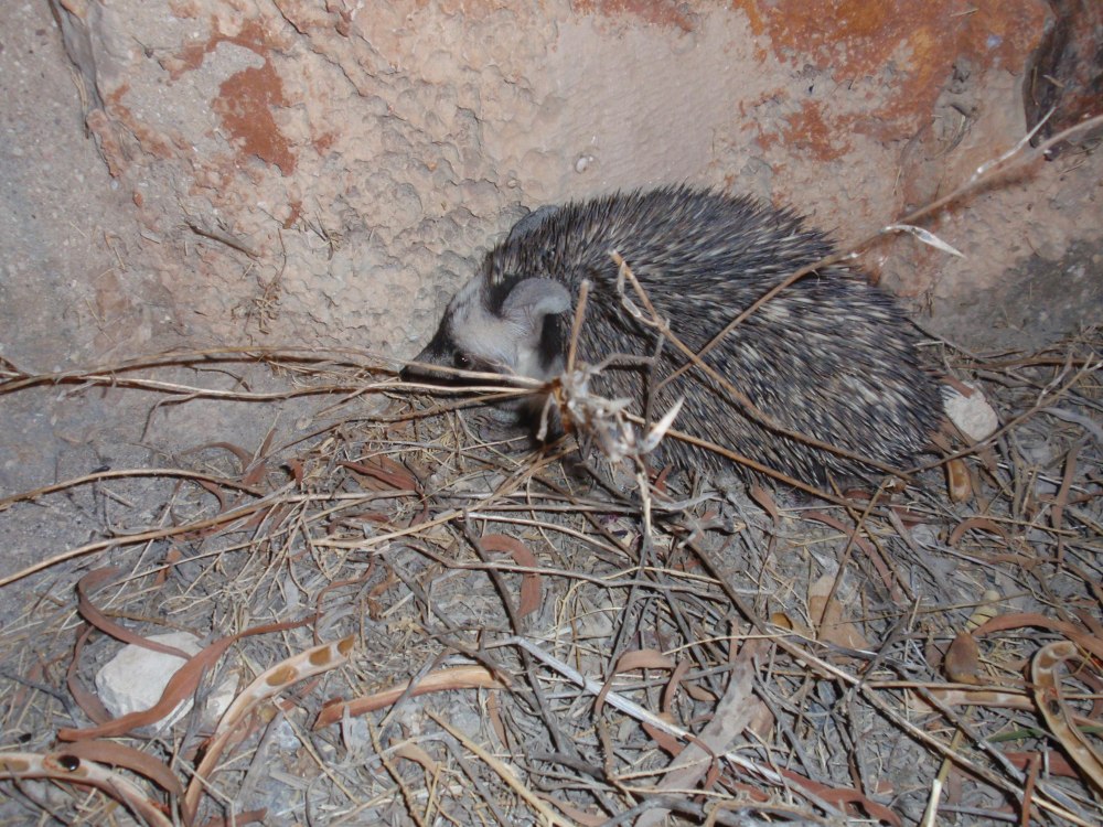 Paraechinus aethiopicus
