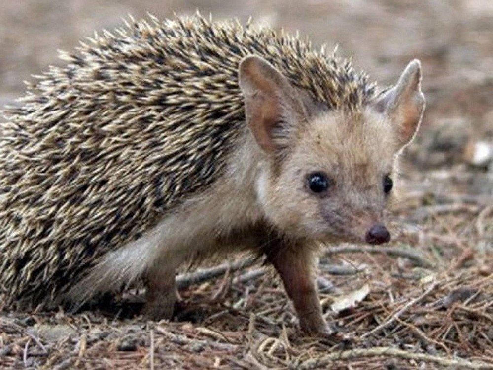 Еж Ушастый Hemiechinus auritus