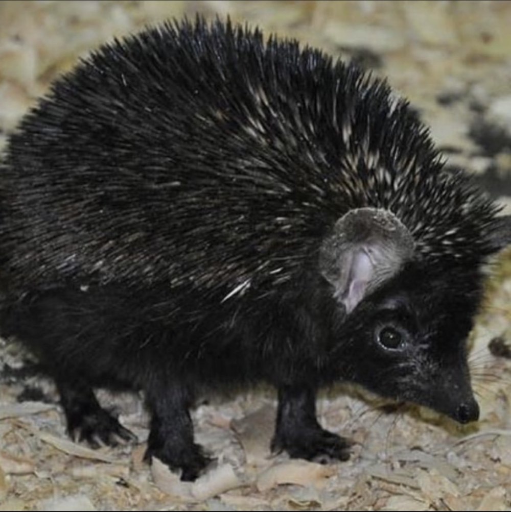 Ошейниковый ёж (Hemiechinus collaris)