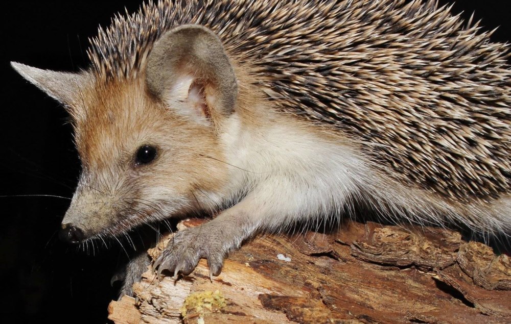 Еж Ушастый Hemiechinus auritus