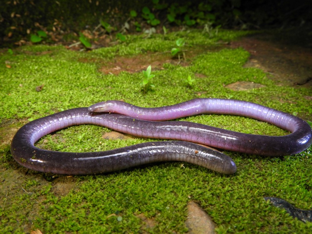 Oberthueria caeca
