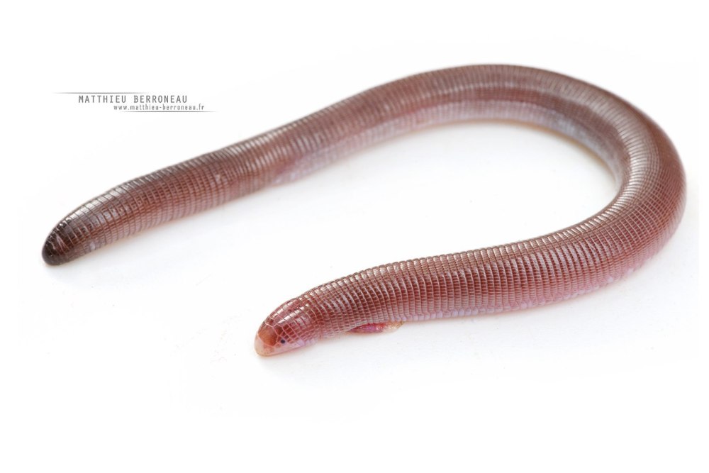 Amphisbene