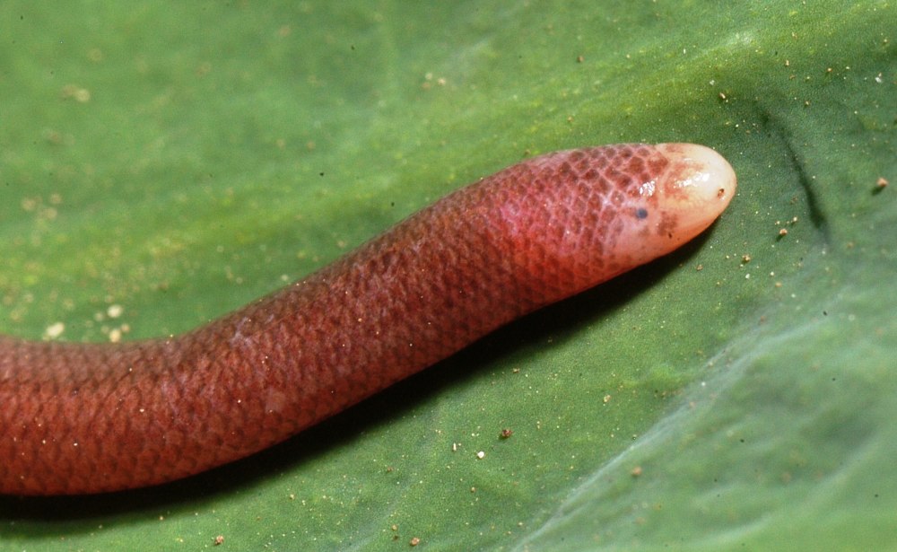 Dibamus novaeguineae