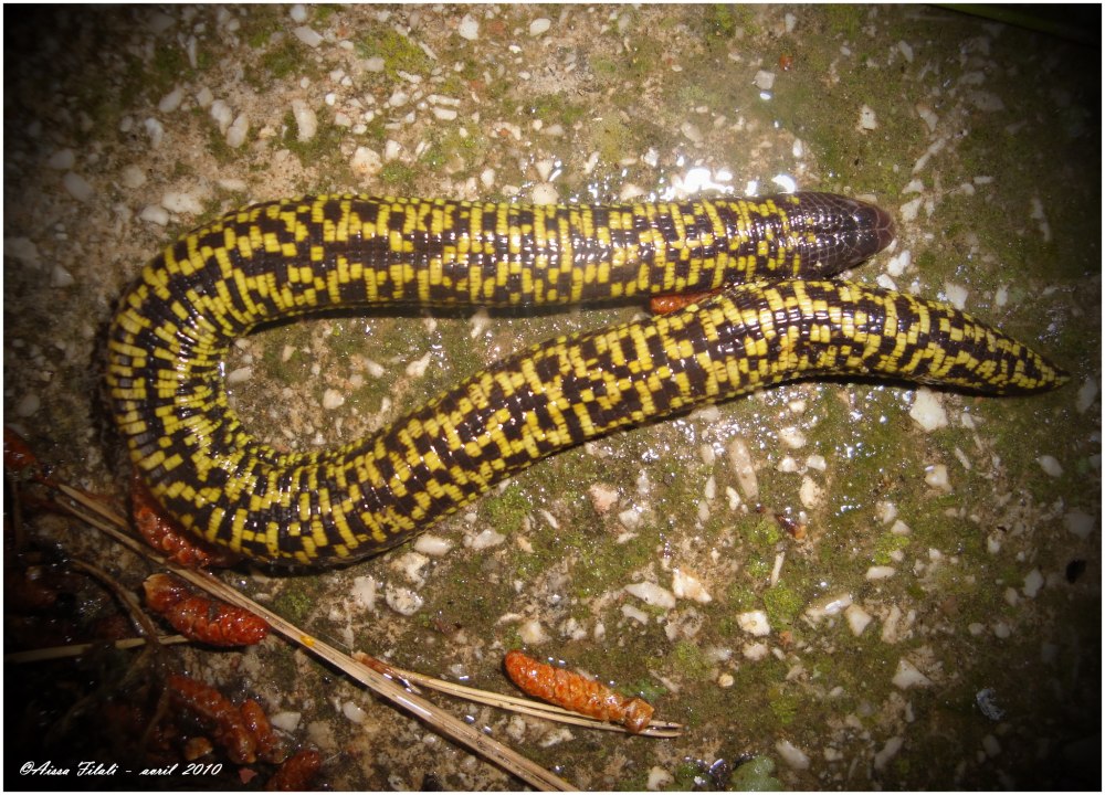Trogonophis wiegmanni