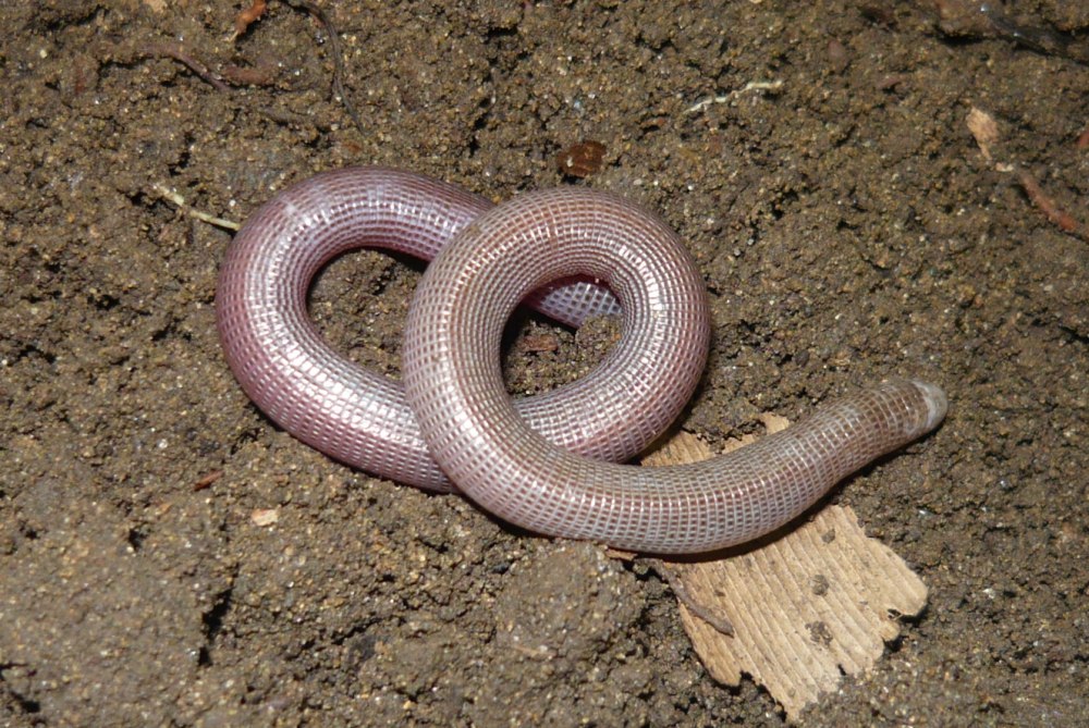 Amphisbaena caeca