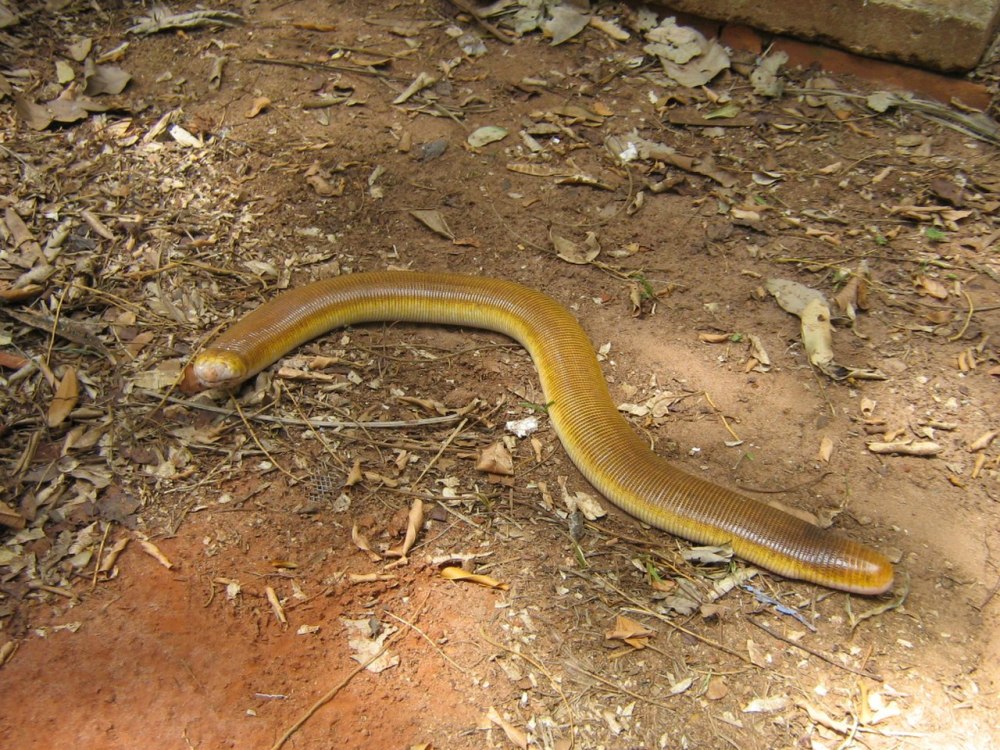 Amphisbaena Alba