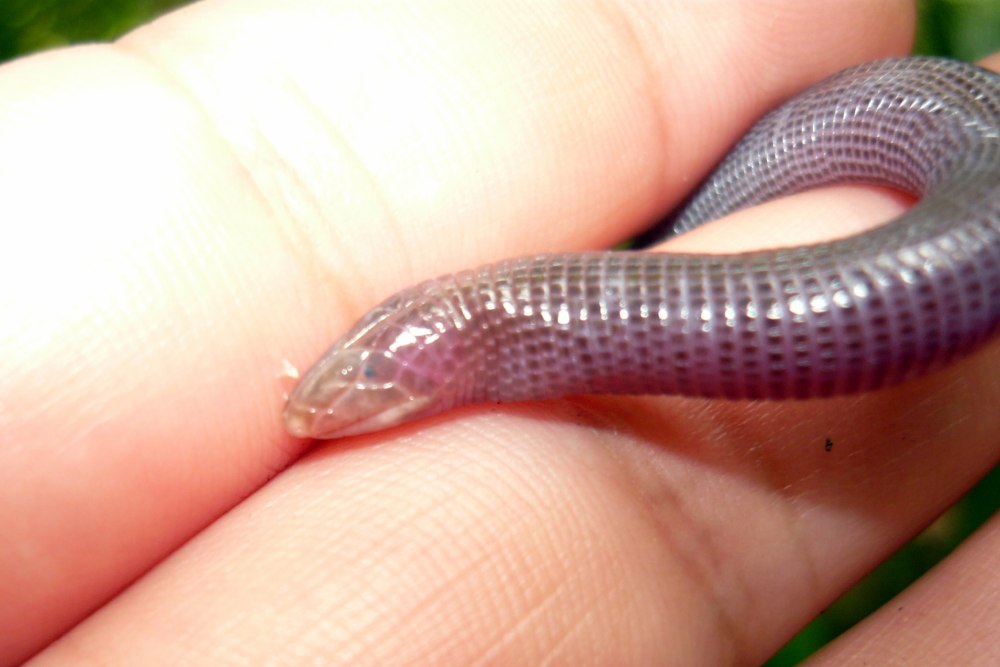 Amphisbaena caeca