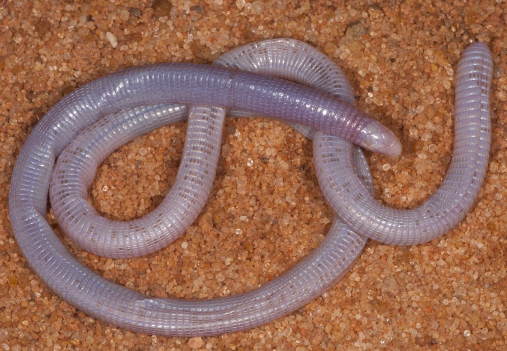 Ящерица Amphisbaena caeca,