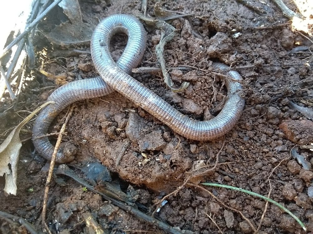 Amphisbaena caeca