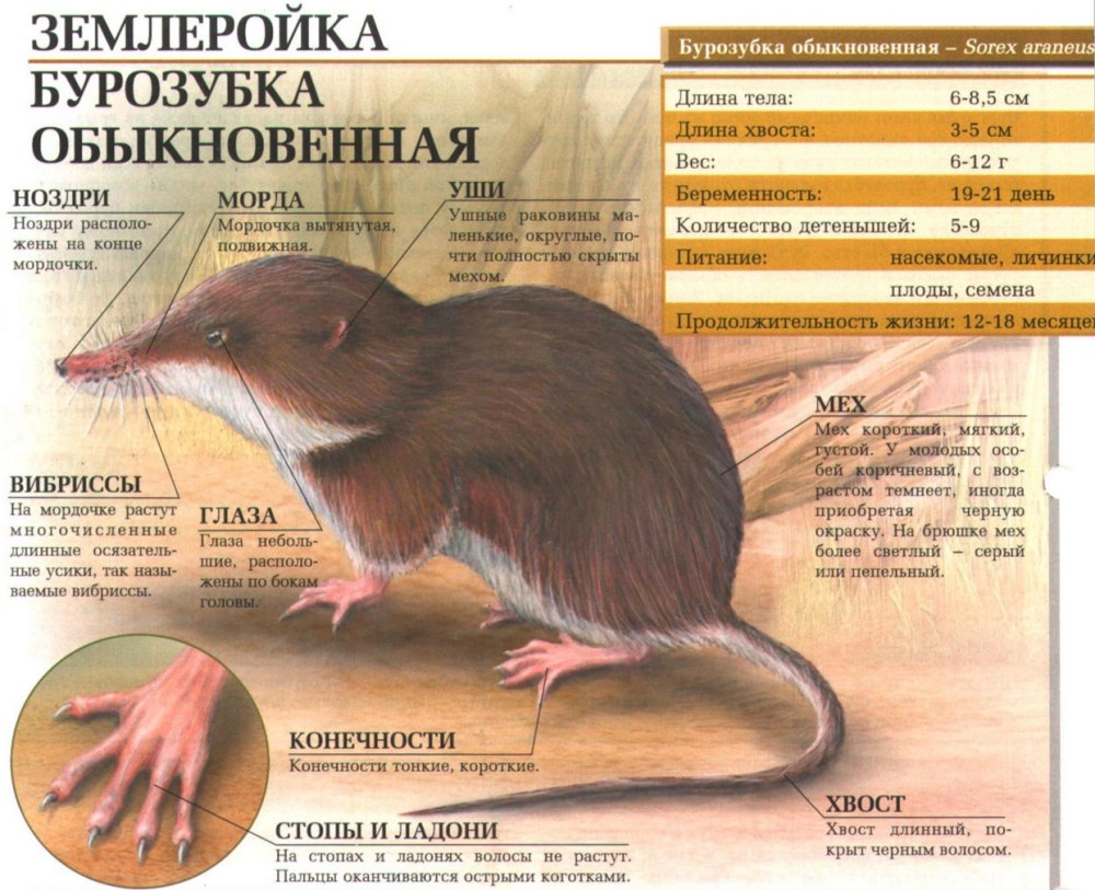 Землеройка описание