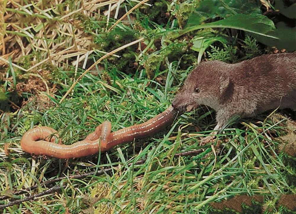 Sorex minutissimus
