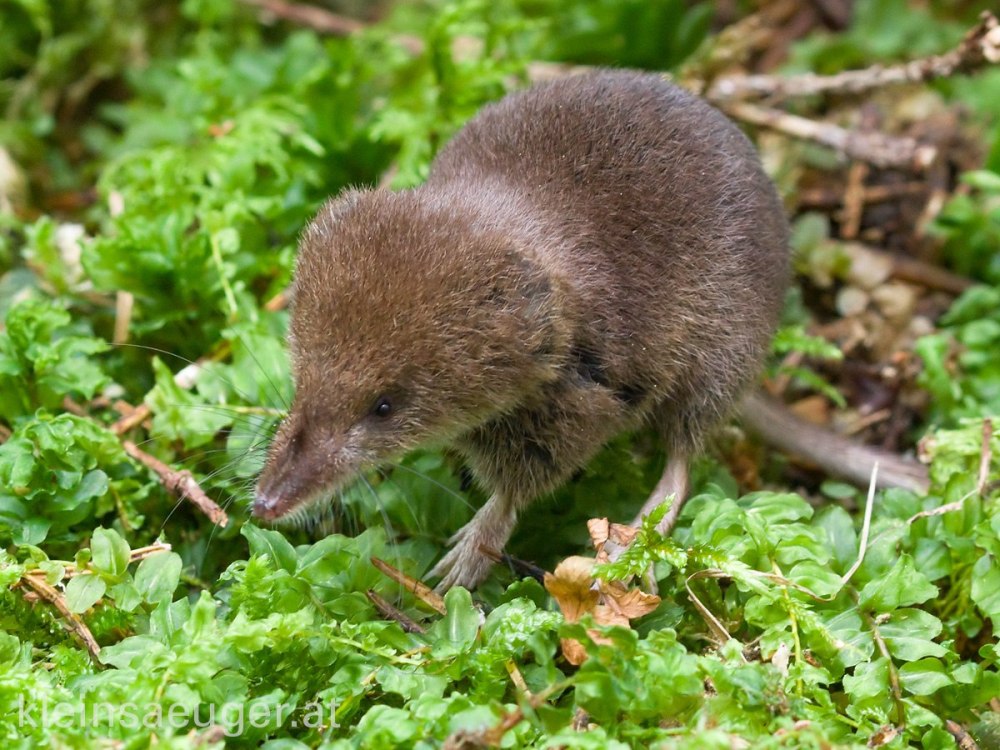 Бурозубка средняя (Sorex caecutiens)