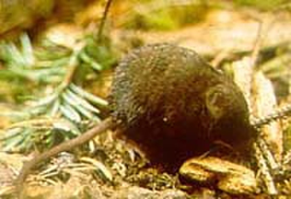 Anourosorex
