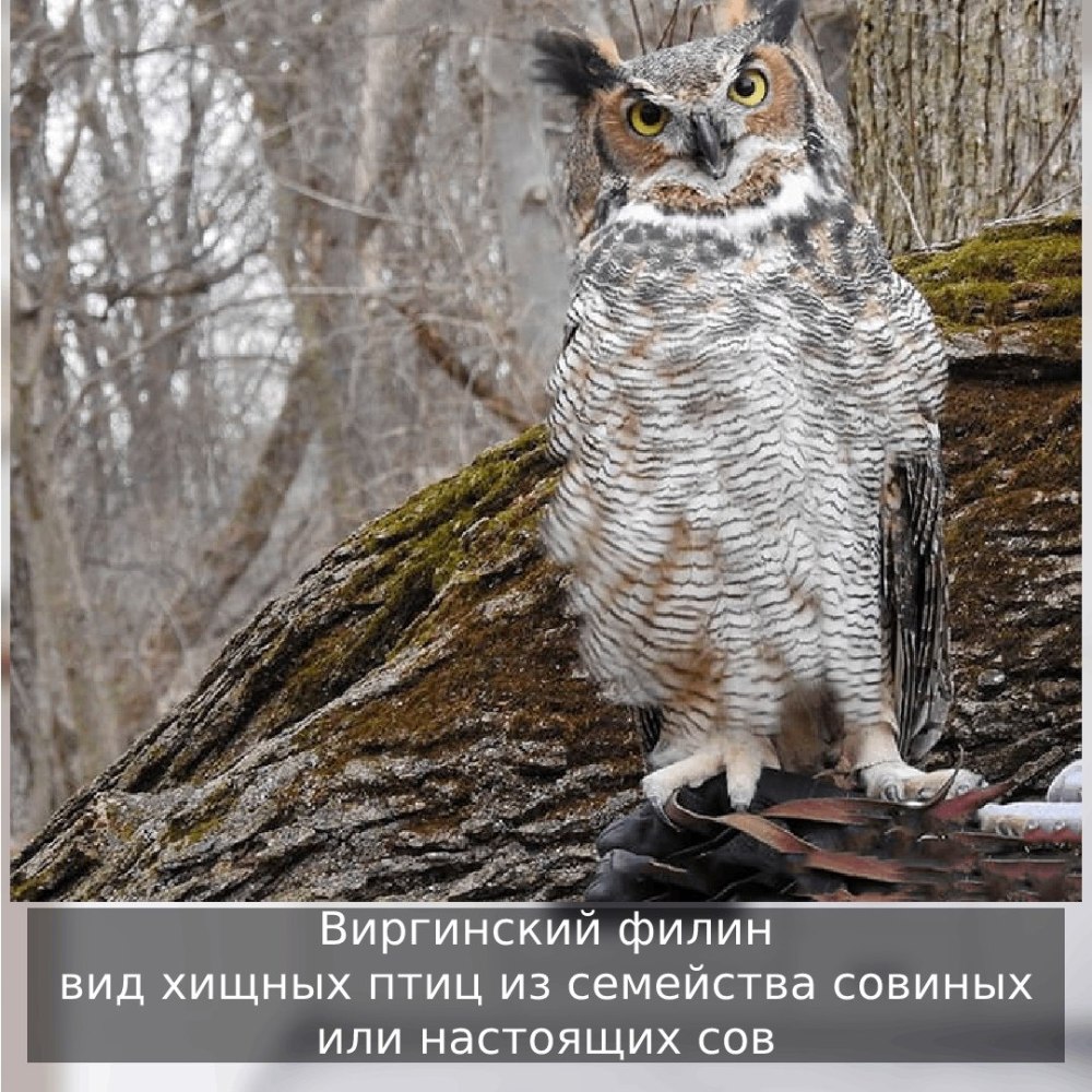 Виргинский Филин