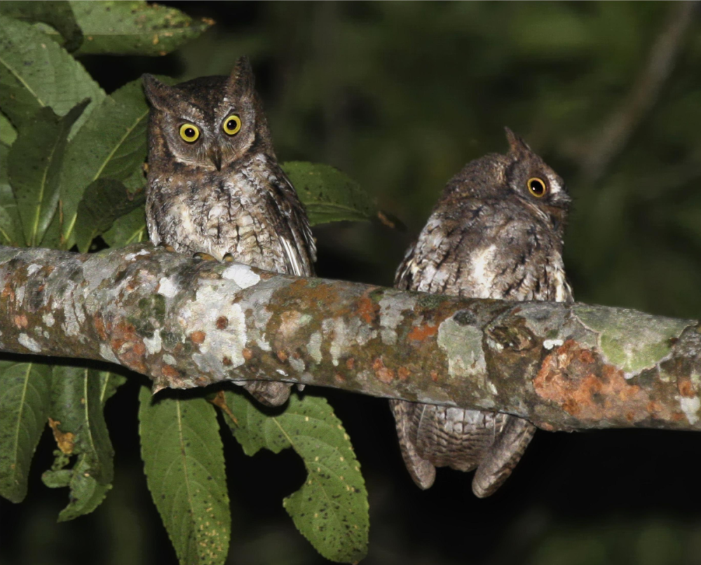 Otus moheliensis