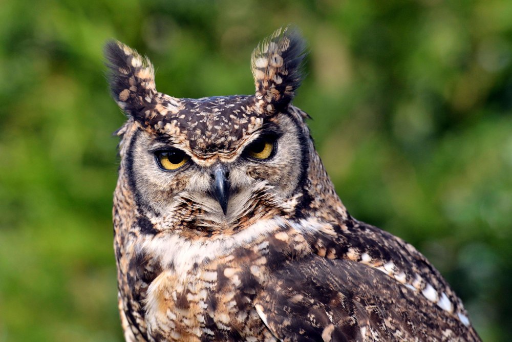Виргинский Филин (Bubo virginianus)