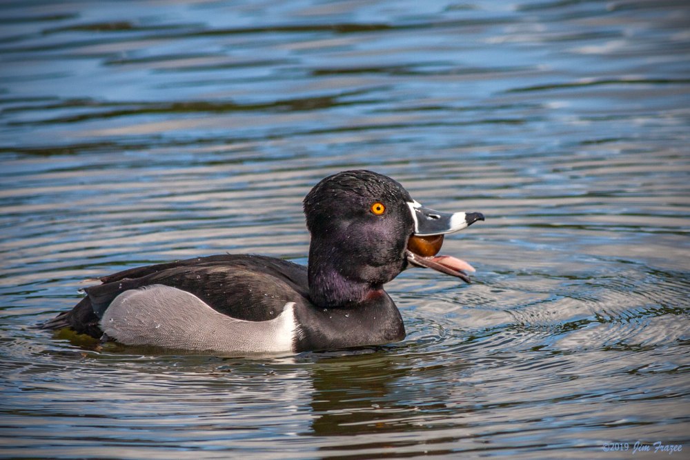 Aythya collaris