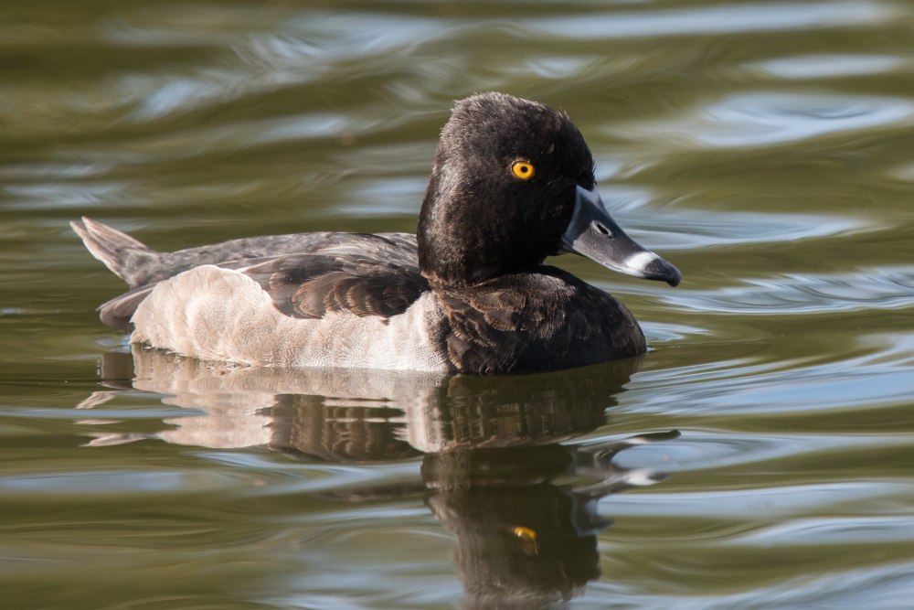 Aythya collaris