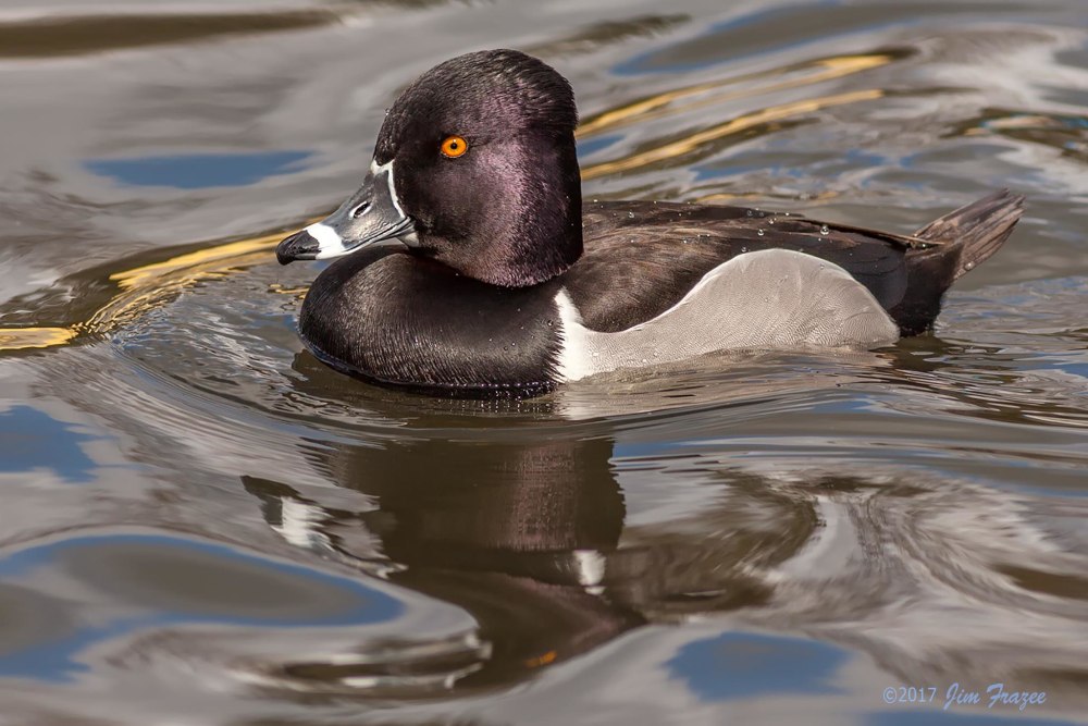 Aythya collaris