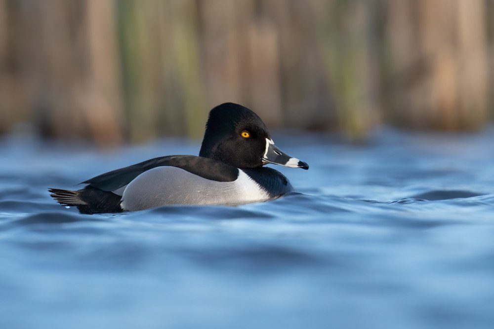 Aythya collaris
