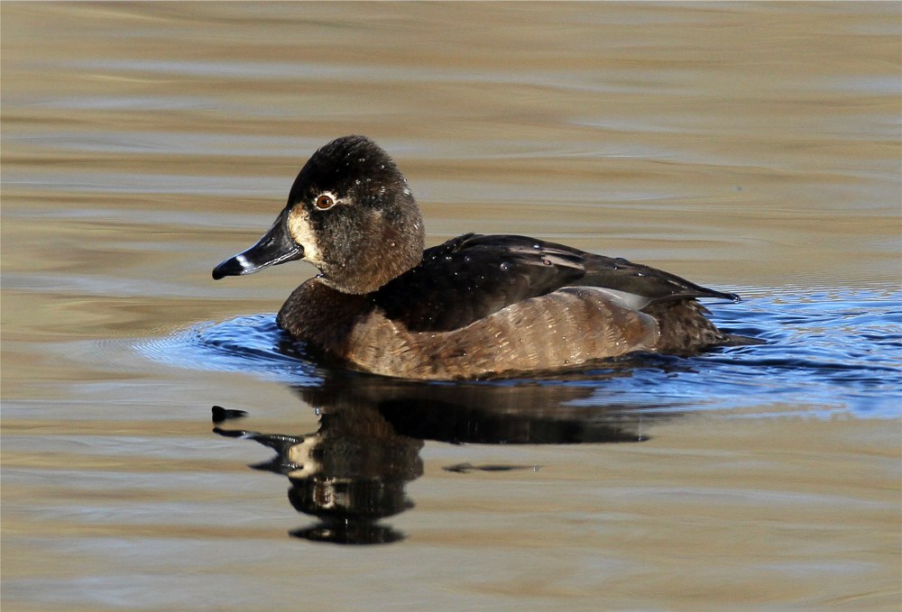 Aythya collaris