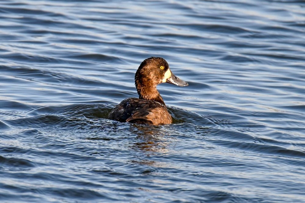 Большая морская чернеть
