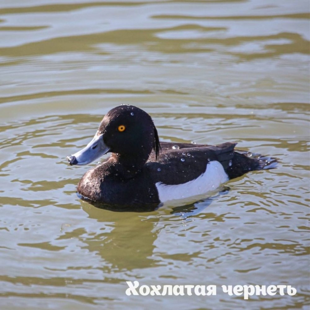 Хохлатый Коршун Египет