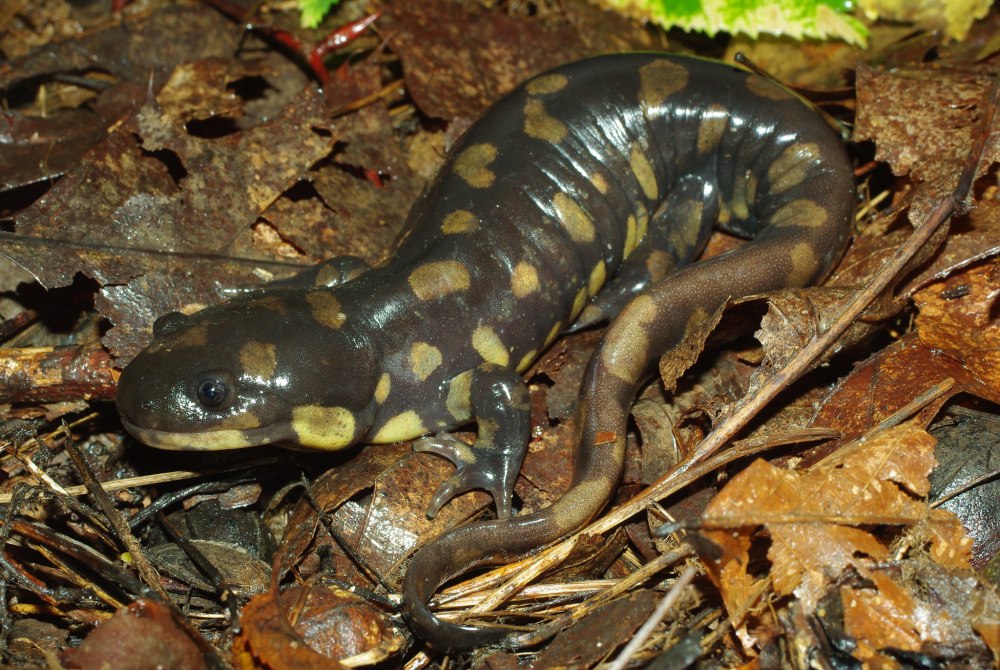 Ambystoma tigrinum – тигровая амбистома