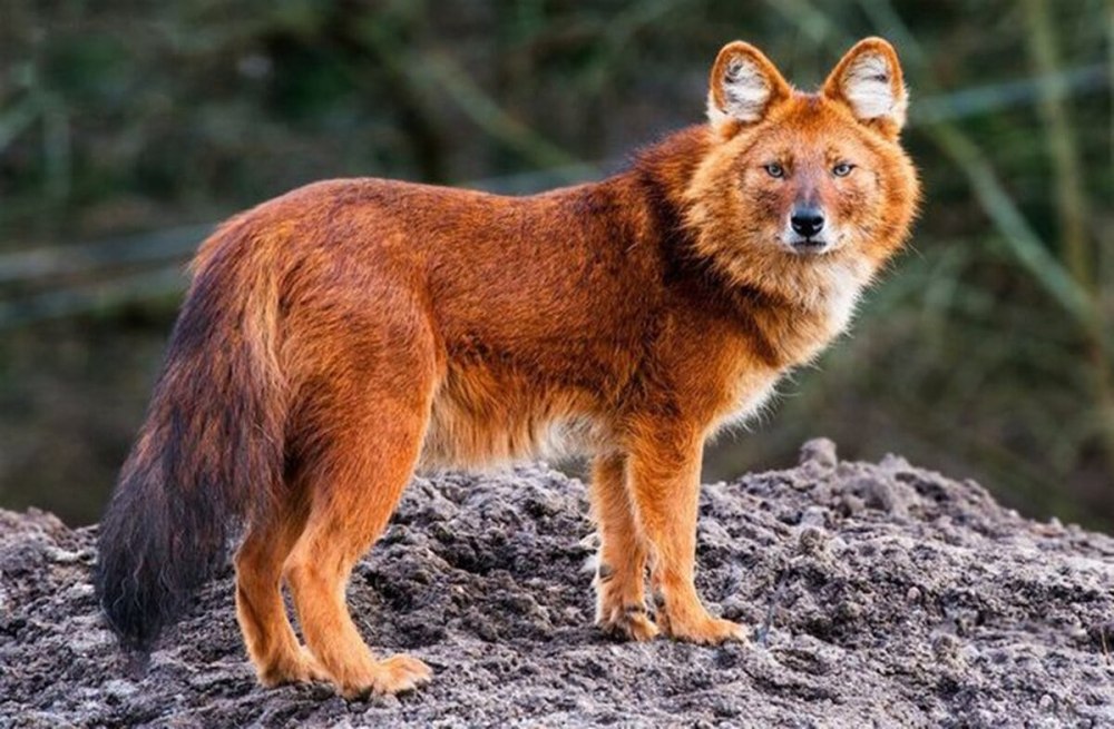 Животные рода лисицы