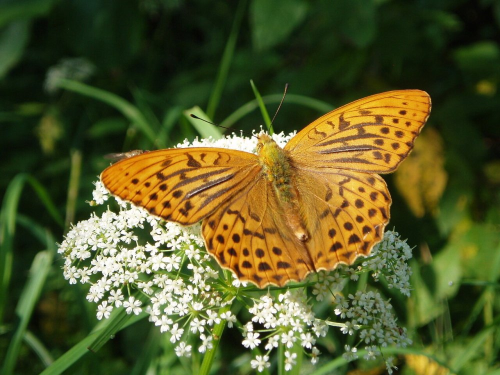 Перламутровка большая (Argynnis paphia)