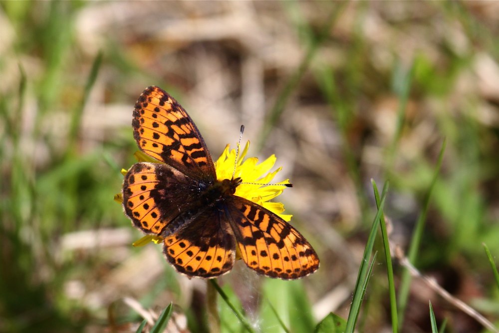 Boloria Frigga