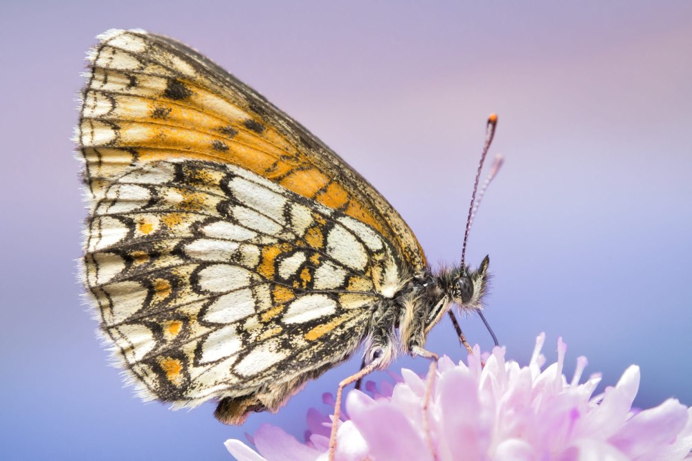 Boloria Eunomia
