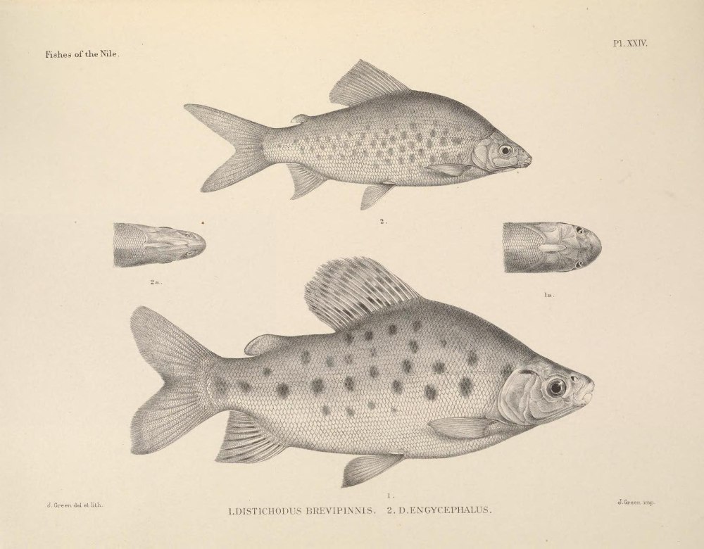 Distichodus rostratus