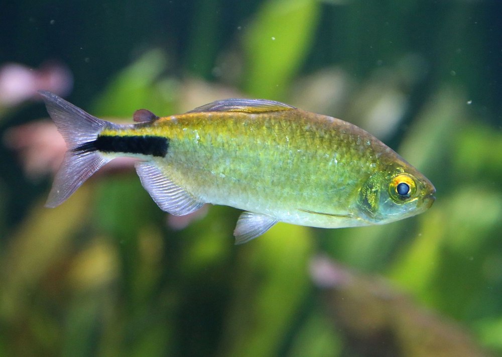 Brycinus longipinnis