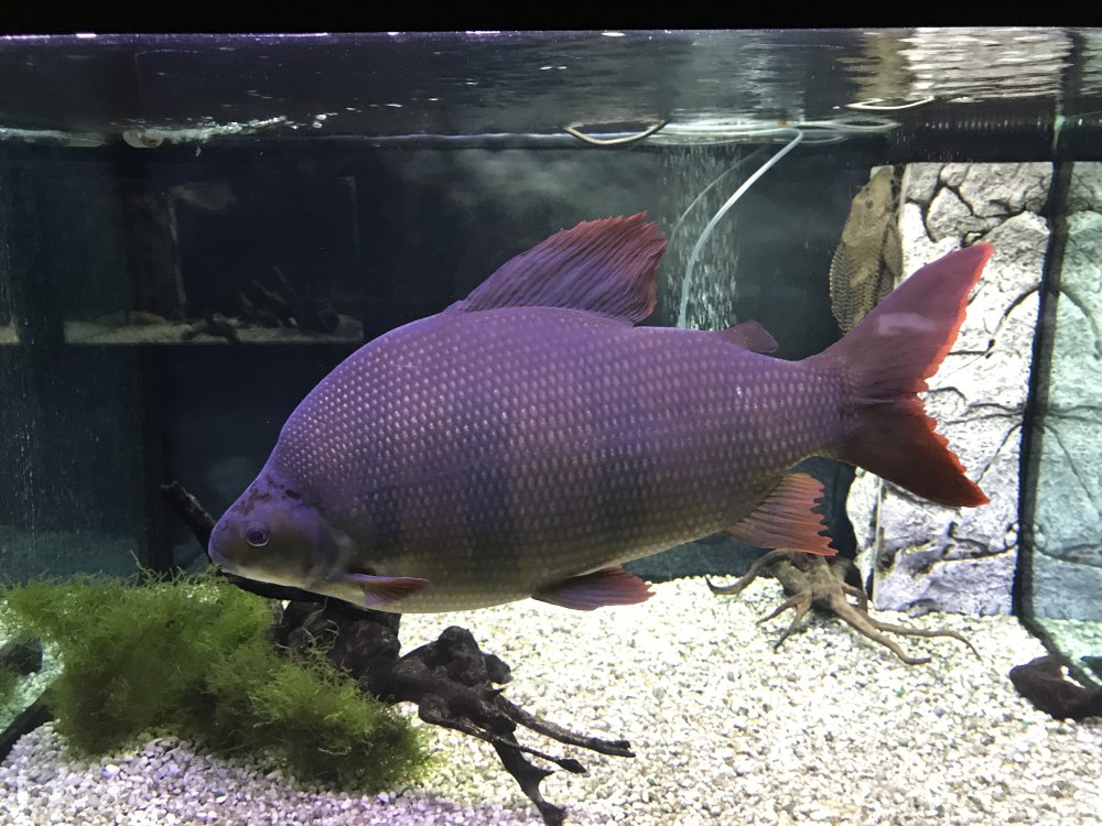 Дистиход ленточный World of Fishers