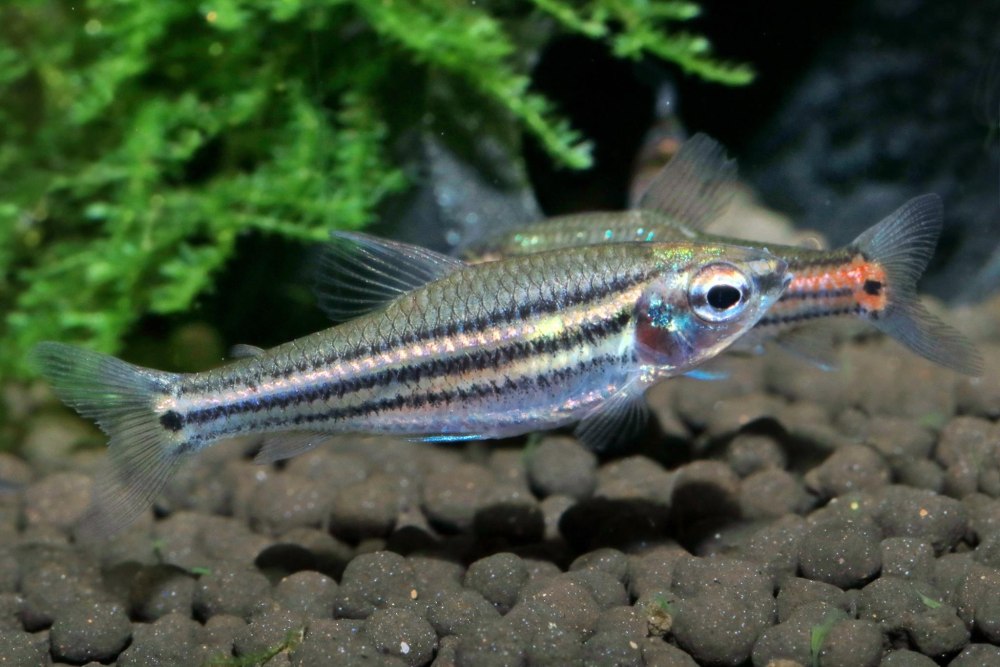 Neolebias ansorgii