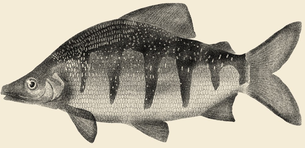 Distichodus brevipinnis