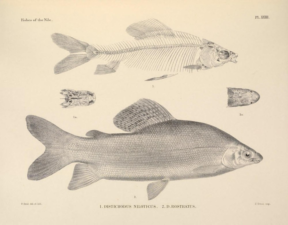 Distichodus rostratus