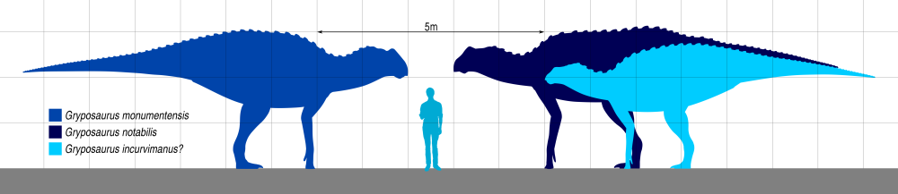 Gryposaurus monumentensis