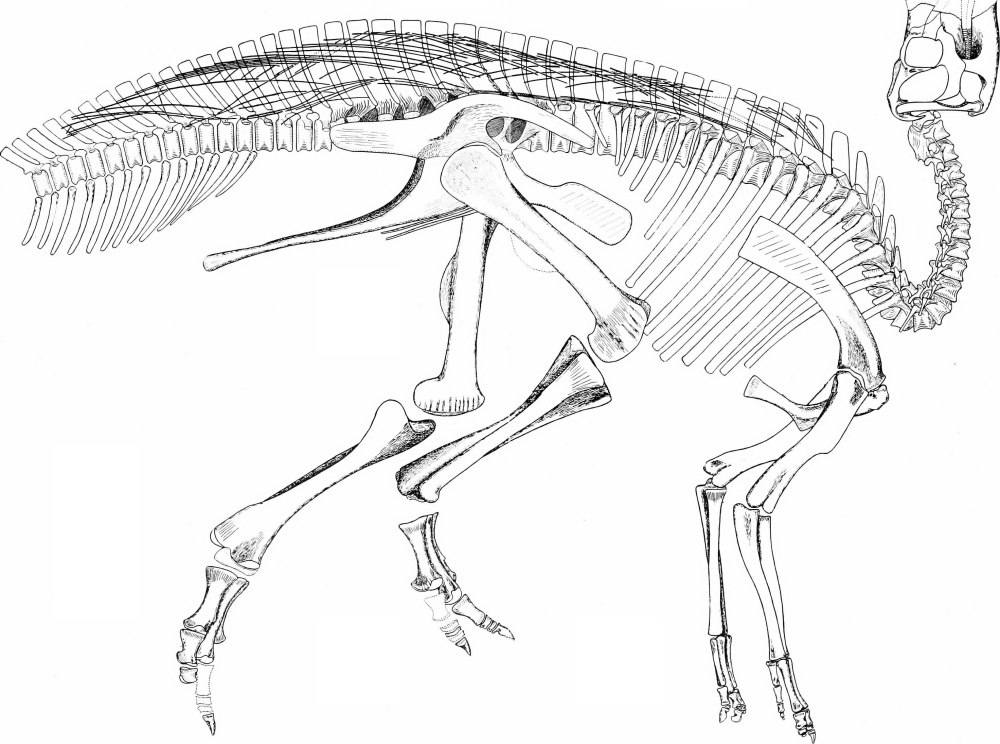 Gryposaurus Leg