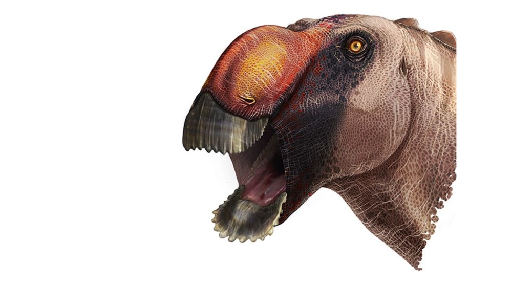 Aquilarhinus palimentus