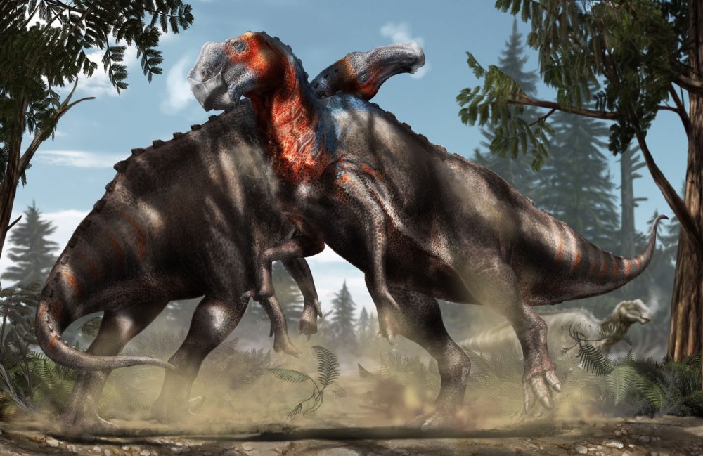 Gryposaurus notabilis