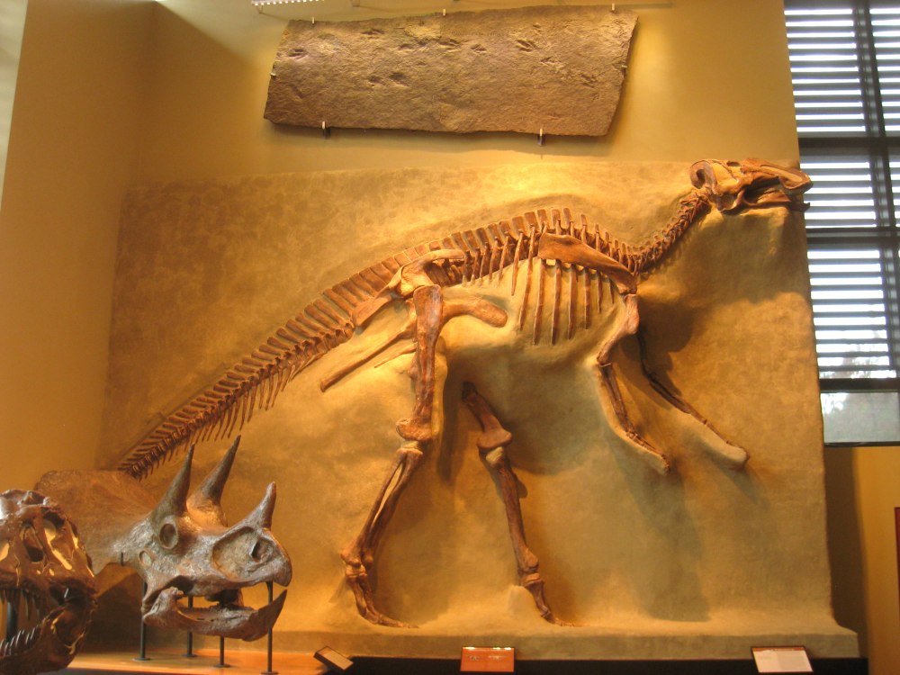 Коритозавр скелет