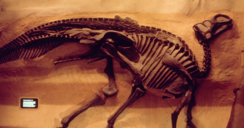 Gryposaurus monumentensis
