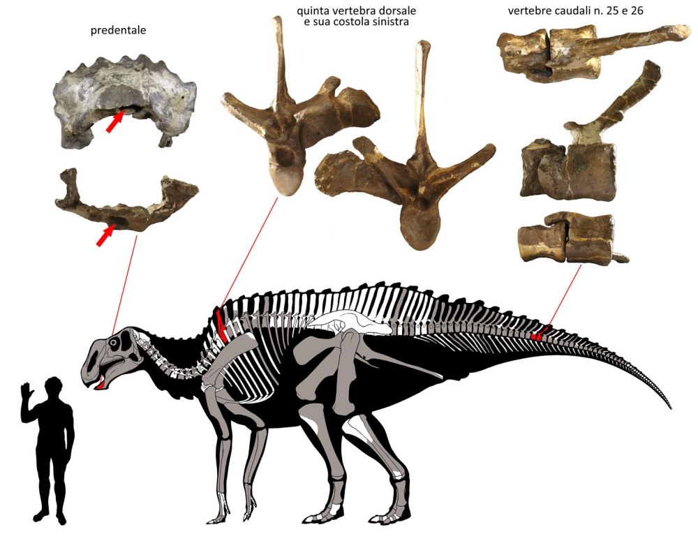 Gryposaurus notabilis
